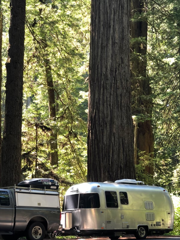 Dot by a redwood