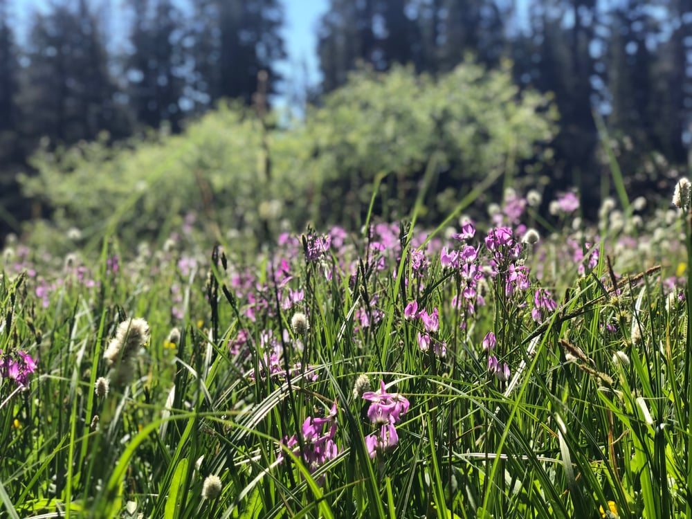 purple flowers